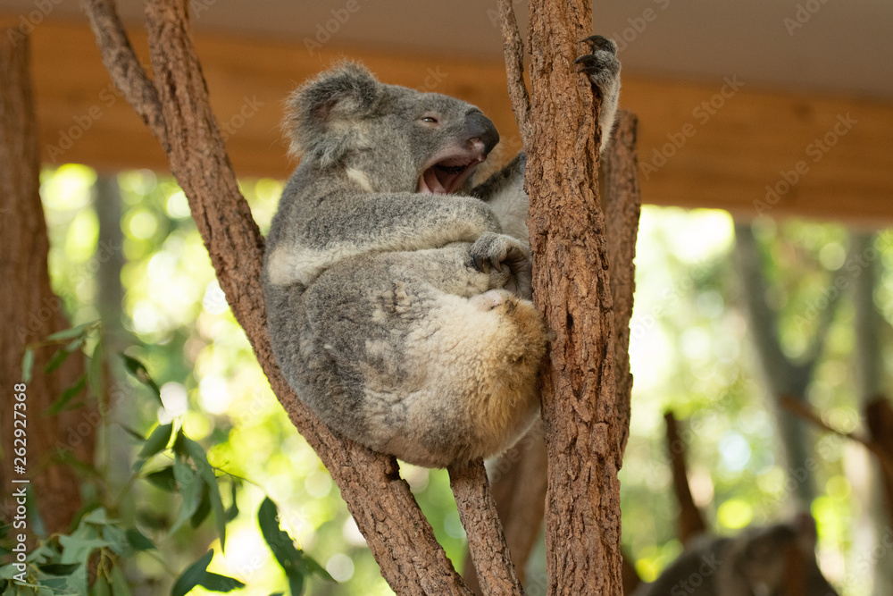 Close up of Koala Bear or Phascolarctos cinereus, sitting high up in branch and leaning back on another branch