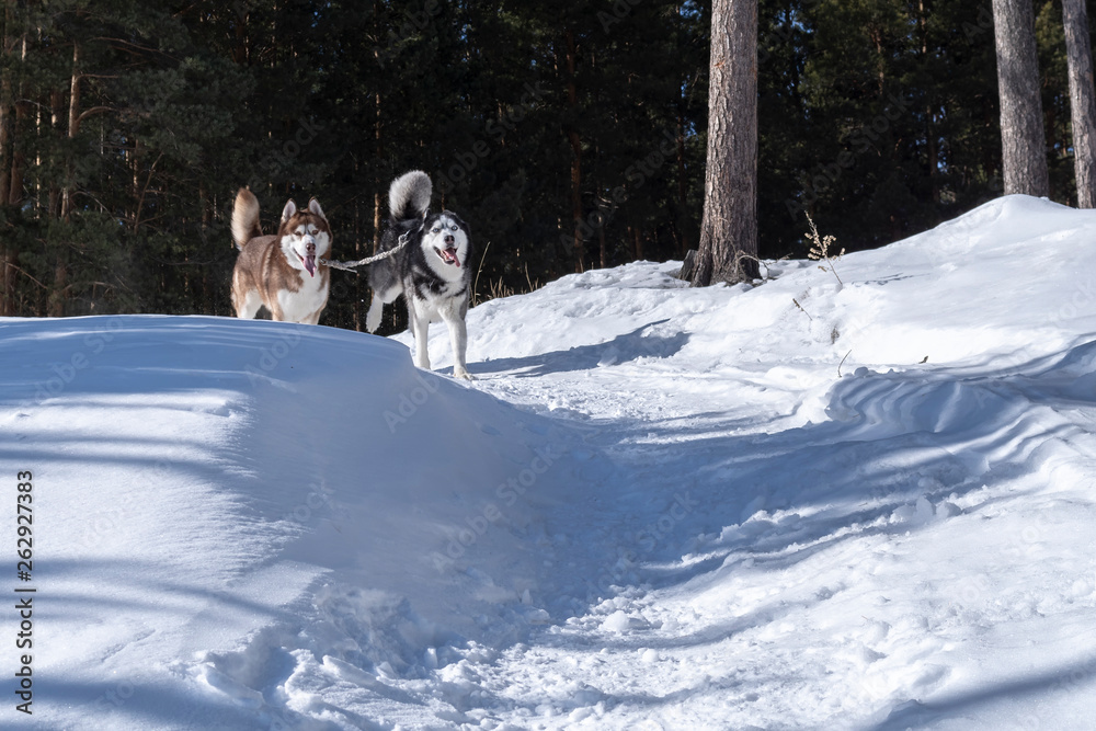 Siberian husky dogs run in the winter Sunny forest