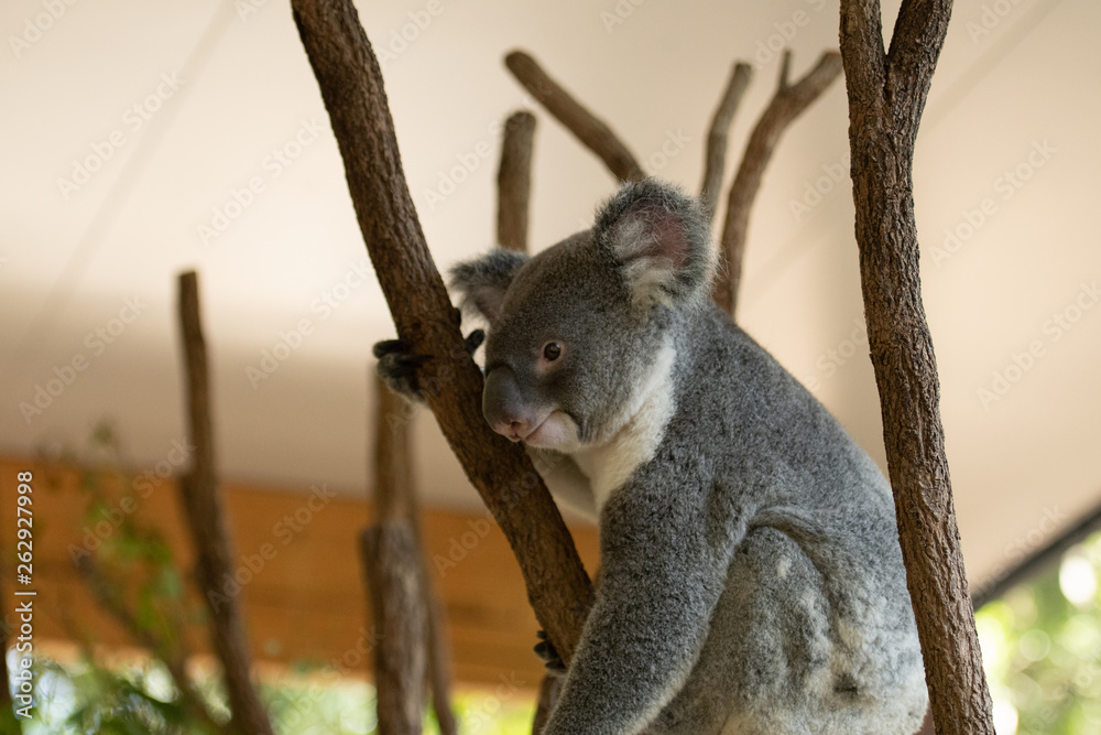 Fototapeta premium Close up of Koala Bear or Phascolarctos cinereus, sitting high up