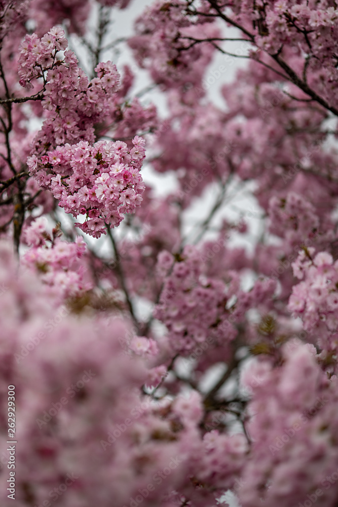 a sky full of pink blossoms, springtime trees are blooming a sky full of pink blossoms, springtime trees are blooming