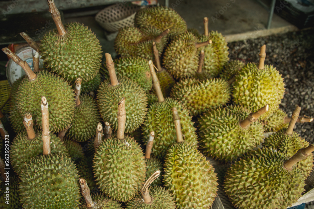 fresh durians in the durian market. fresh durians in the durian market.