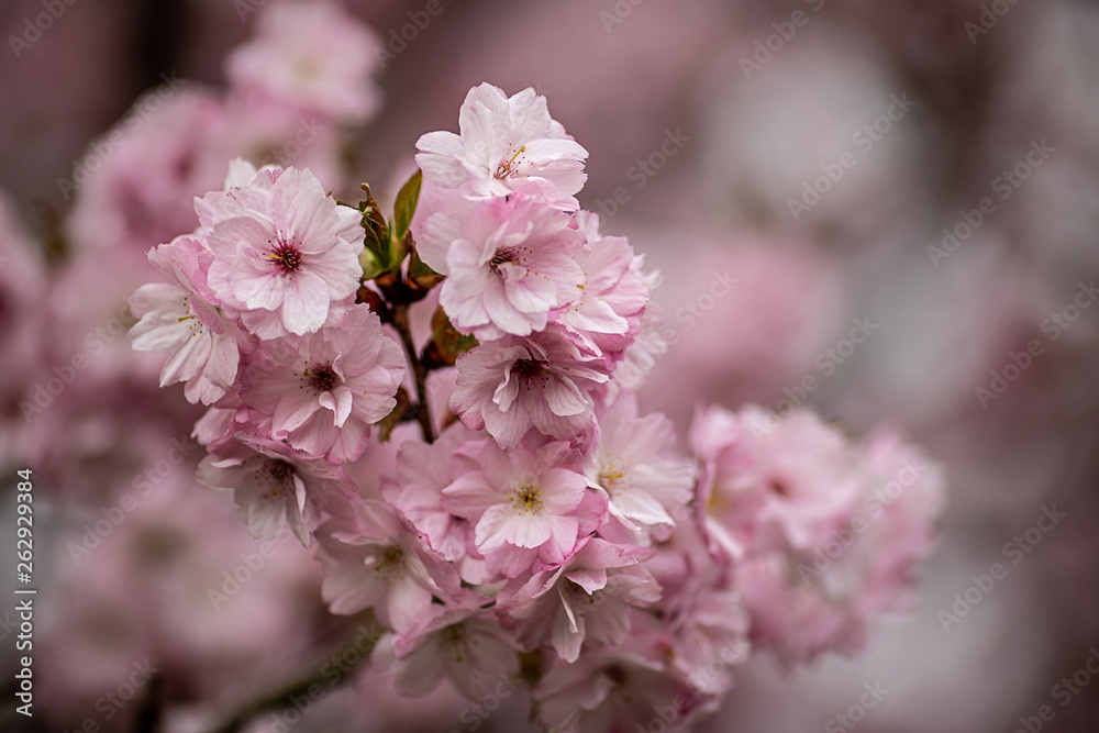 Close up of pink tree blossoms