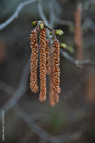 hazelnut shrub in bloom springtime