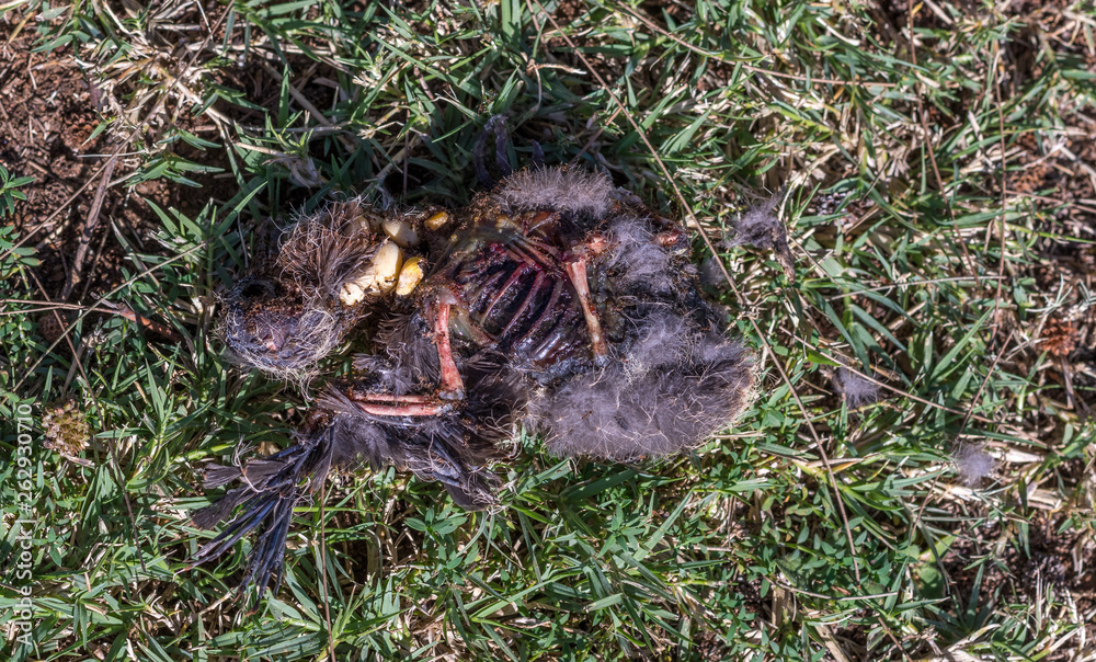 Obraz premium The carcass of a baby bird that fell out of the nest being devoured by ants - circle of life concept image with copy space