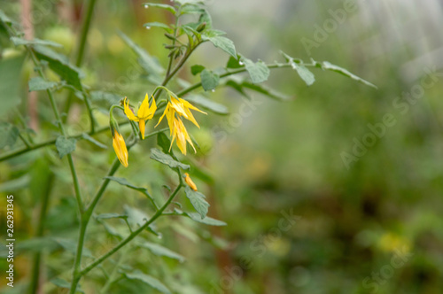 flowers of a tomato bush, green fruits and rows of plants in a greenhouse in the background, a short focus