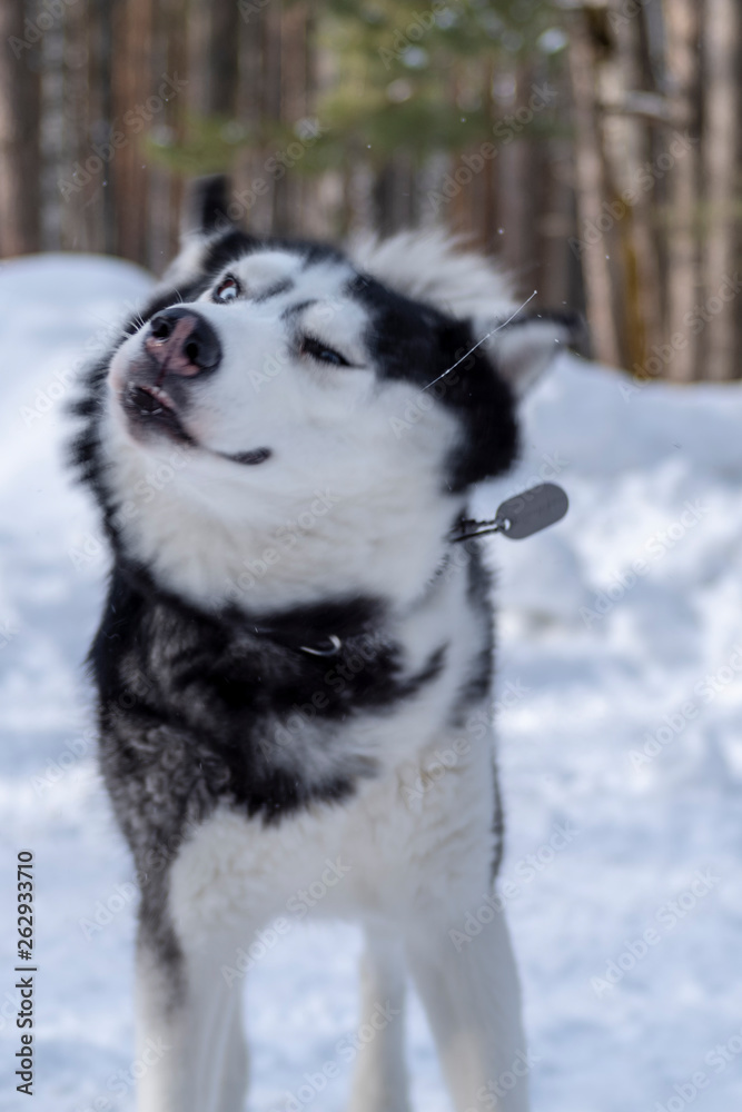 Dog shaking off snow. Funny husky face. Dog shaking off snow. Funny husky face.