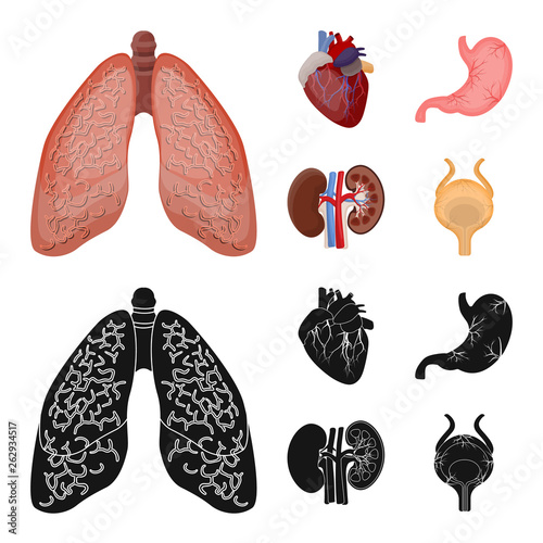 Vector illustration of body and human sign. Collection of body and medical stock vector illustration.