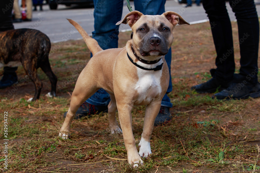 american staffordshire terrier