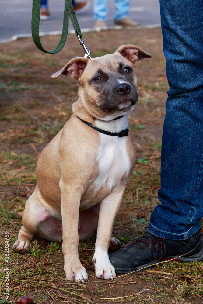 american staffordshire terrier