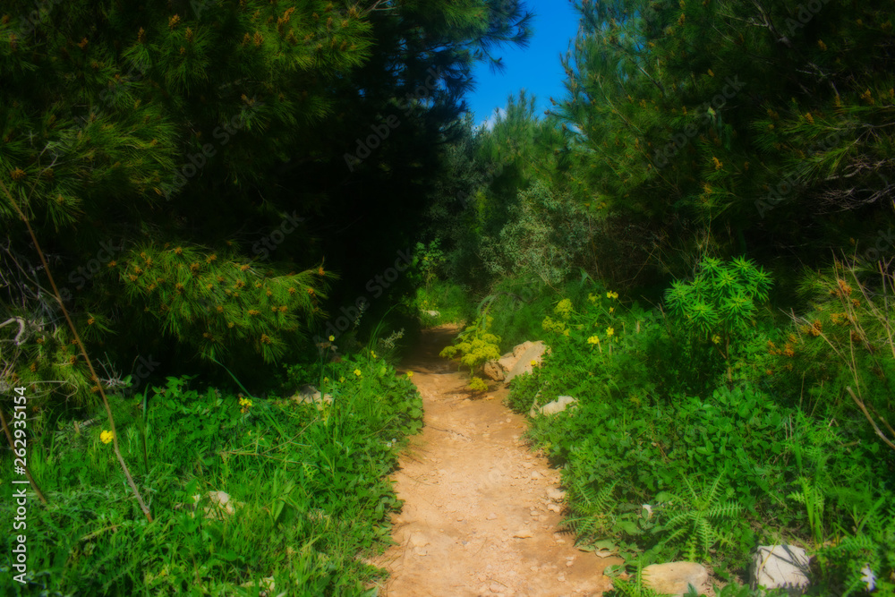 Path to the Magical Garden Path to the Magical Garden