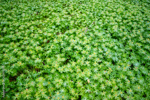 Meadow in the spring photo