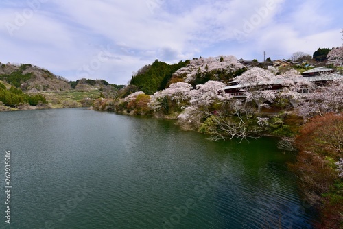 日本の満開の桜と湖のドローン撮影