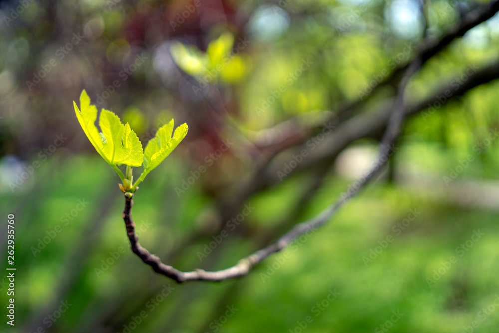 Fig tree and leafs in early spring, mediterranean, Italy