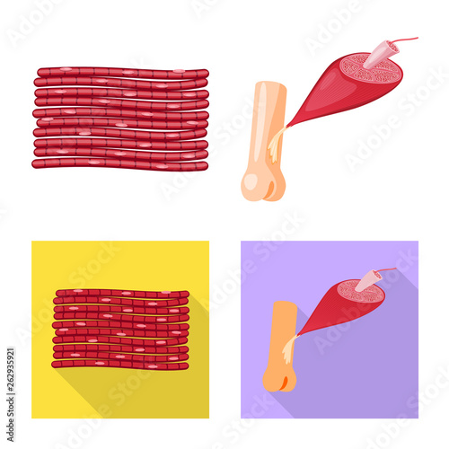 Vector design of fiber and muscular icon. Set of fiber and body  stock vector illustration.