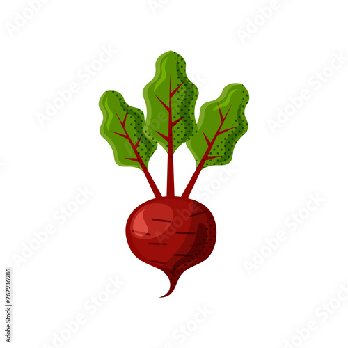 Fresh juicy veg - beet, beetroot vector icon isolated on white background. beetroot icon, flat style, vegetable vector illustration. Healthy food single object - isolated beet