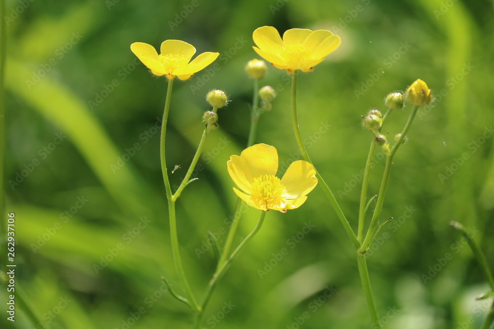 Obraz premium 野草