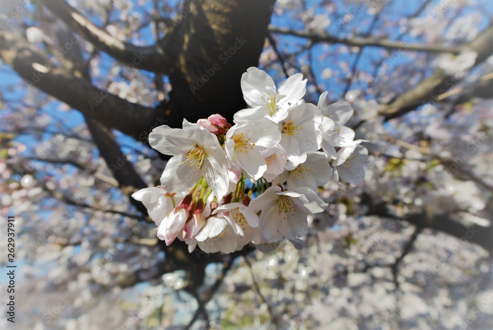 Fototapeta premium 4