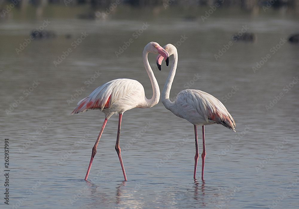 Obraz premium Greater Flamingo