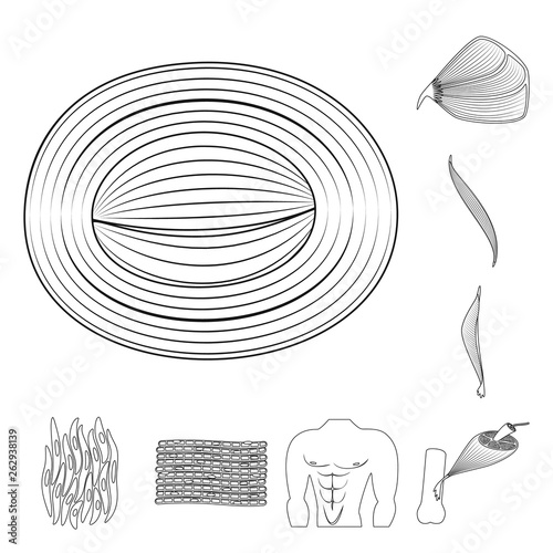 Vector illustration of fiber and muscular symbol. Set of fiber and body stock symbol for web.