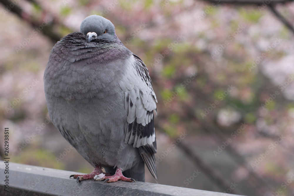 Obraz premium A portrait of a pigeon