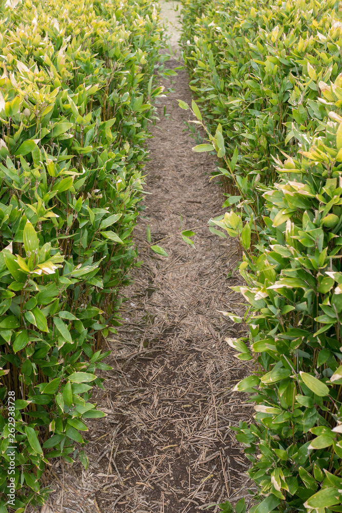 Fototapeta premium A path of bamboo grasses
