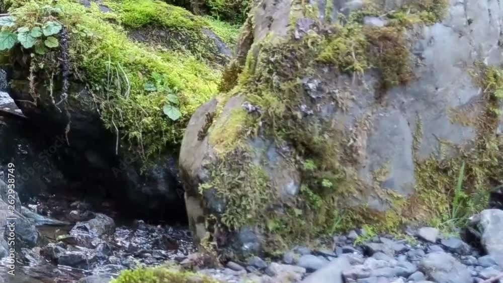 Water cascading over moss covered rocks in a mountain stream on a warm spring day