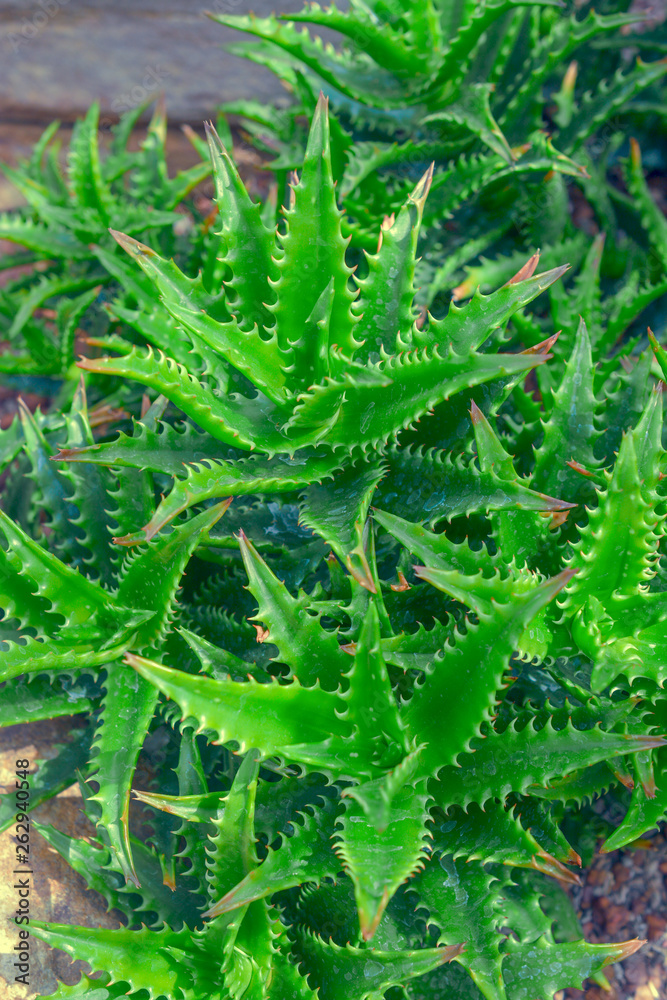 Fototapeta premium Aloe vera plant.