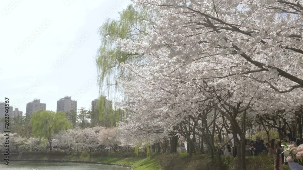 Camera tilt down, pan left view oflakeside cherry blossoms during festival along Seokchon lake in Seoul, South Korea Camera tilt down, pan left view oflakeside cherry blossoms during festival along Seokchon lake in Seoul, South Korea