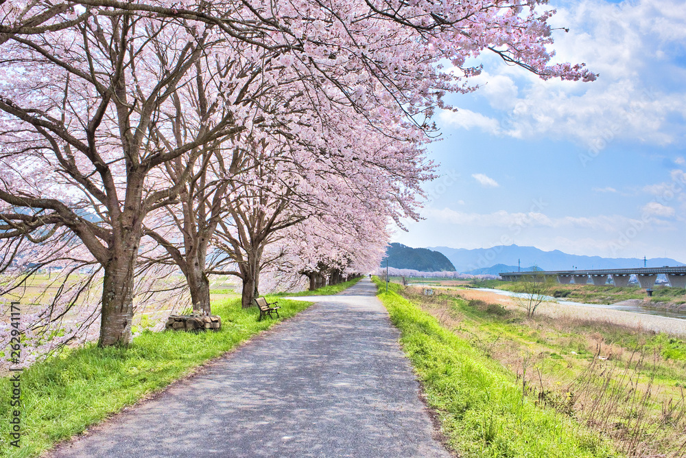 cherry trees on the bannk of Kakogawa River
