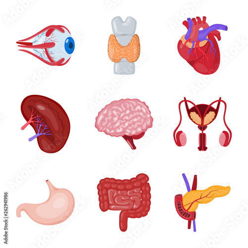 Vector design of anatomy and organ sign. Set of anatomy and medical stock vector illustration.