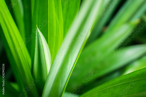 Fresh green pandan leaves with copy space, blurred bokeh and sunshine background in a garden, nature concept.
