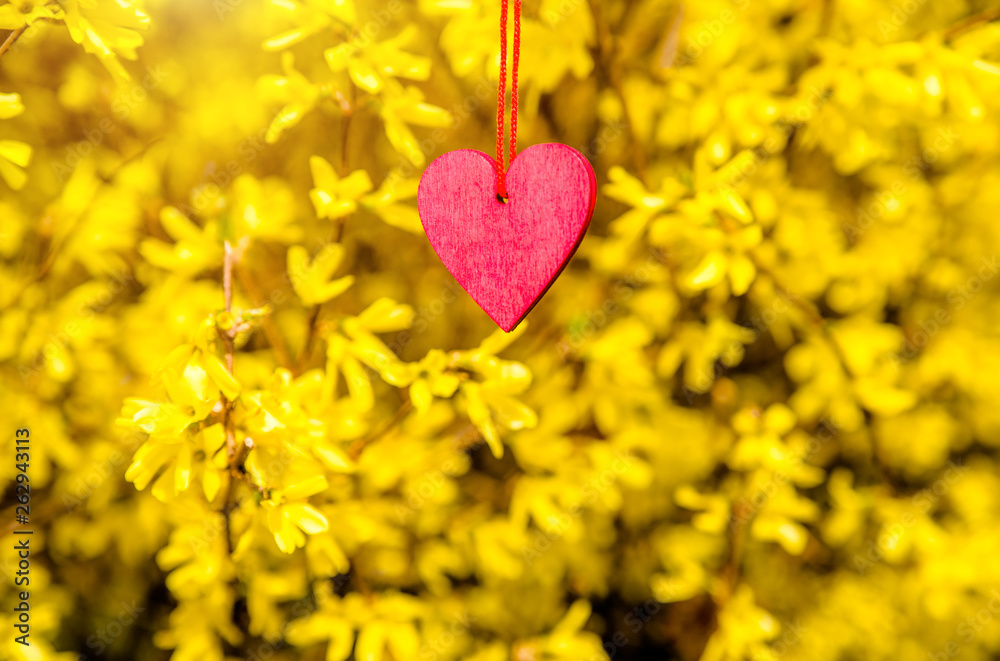Red hearts among the branches of the Forsythia Red hearts among the branches of the Forsythia
