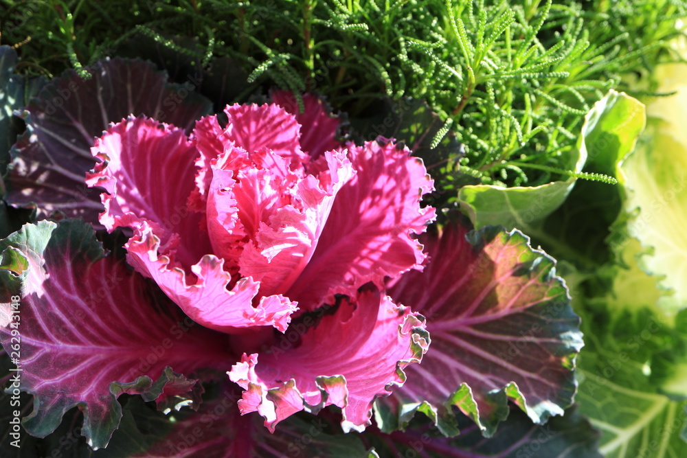 Obraz premium Image of decorative cabbage. Brassica. Winter frost-resistant ornamental plant.