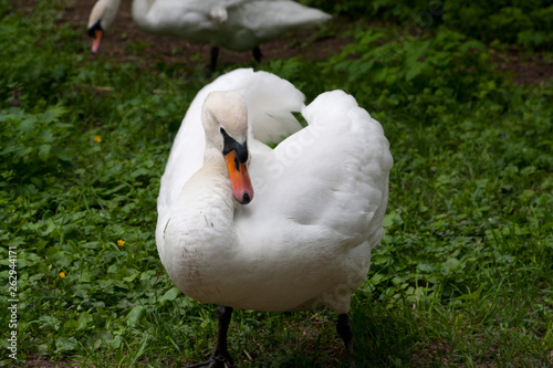 swan on grass