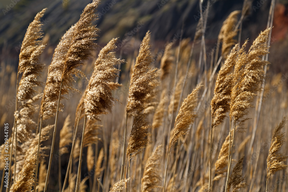 Fototapeta premium Stems and inflorescences of old reeds.