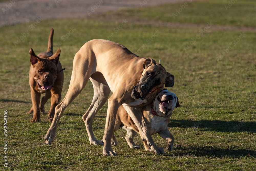 Domestic dogs in city parks squares Domestic dogs in city parks squares