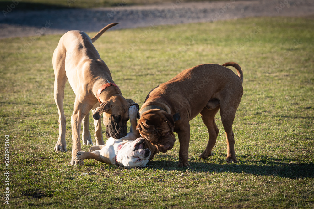 Domestic dogs in city parks squares Domestic dogs in city parks squares