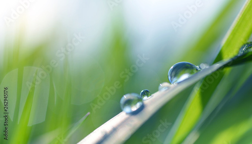 Transparent drops of water dew on grass close up. Spring nature background.