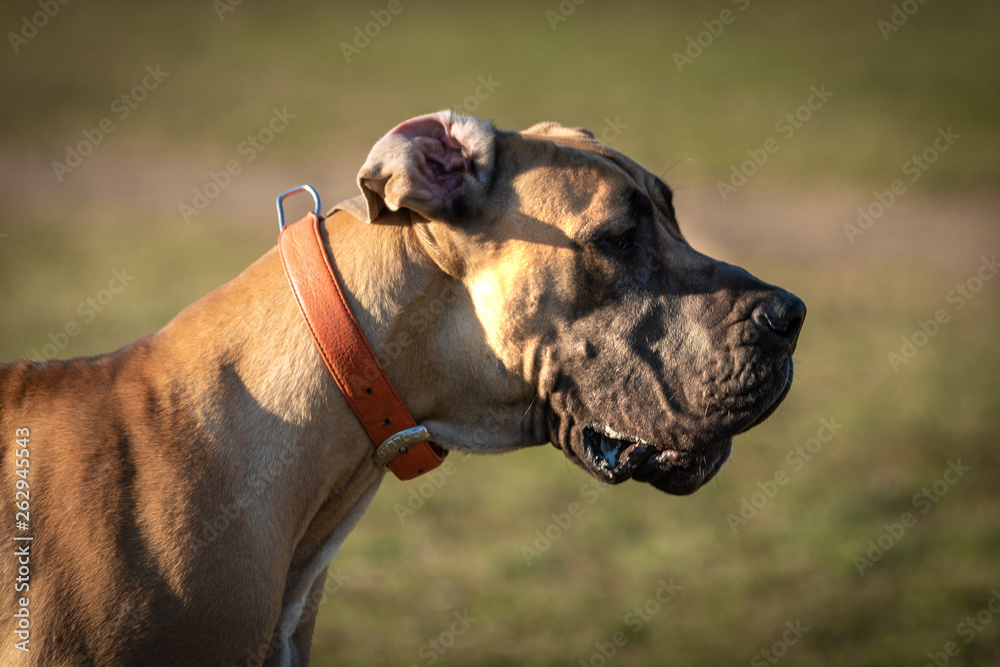 Domestic dogs in city parks squares