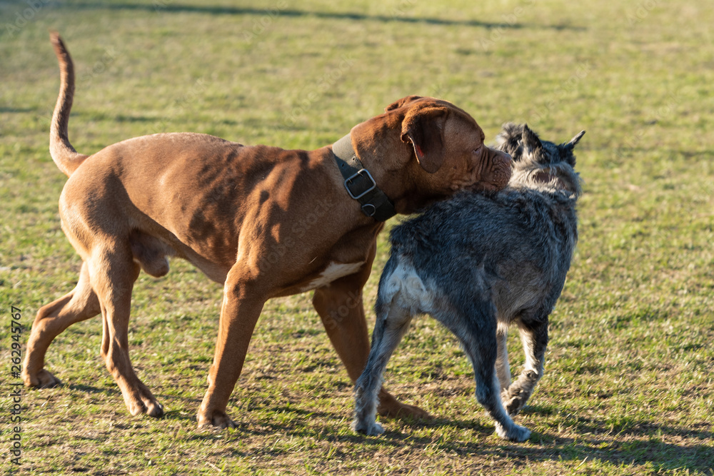 Domestic dogs in city parks squares