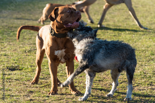Fototapeta Naklejka Na Ścianę i Meble -  Domestic dogs in city parks squares