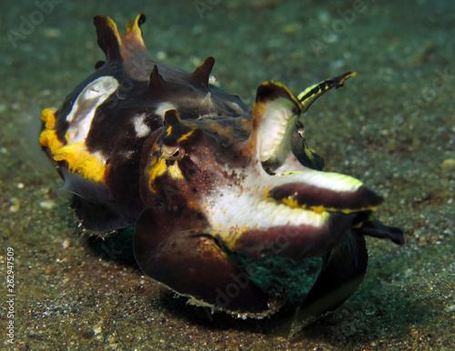 Underwater world - flamboyant cuttlefish. Lembeh strait, Indonesia.