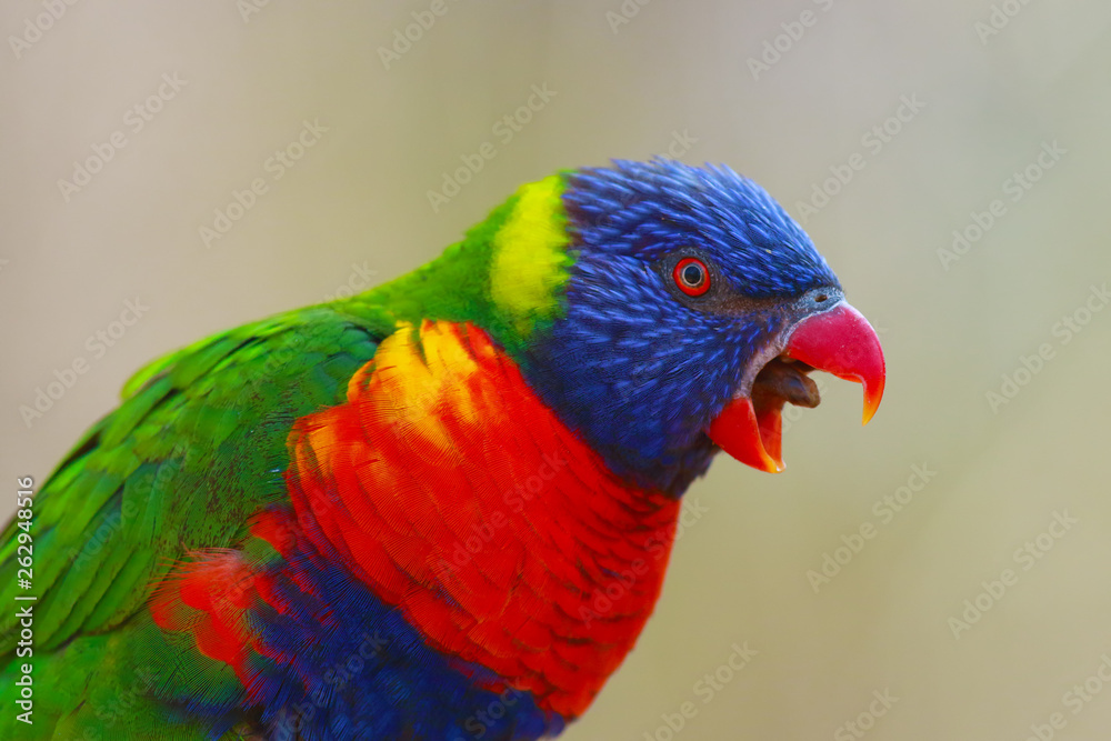 The rainbow lorikeet (Trichoglossus moluccanus) sitting on the branch with open beak. Extremely colored parrot on a branch with a green background. The rainbow lorikeet (Trichoglossus moluccanus) sitting on the branch with open beak. Extremely colored parrot on a branch with a green background.