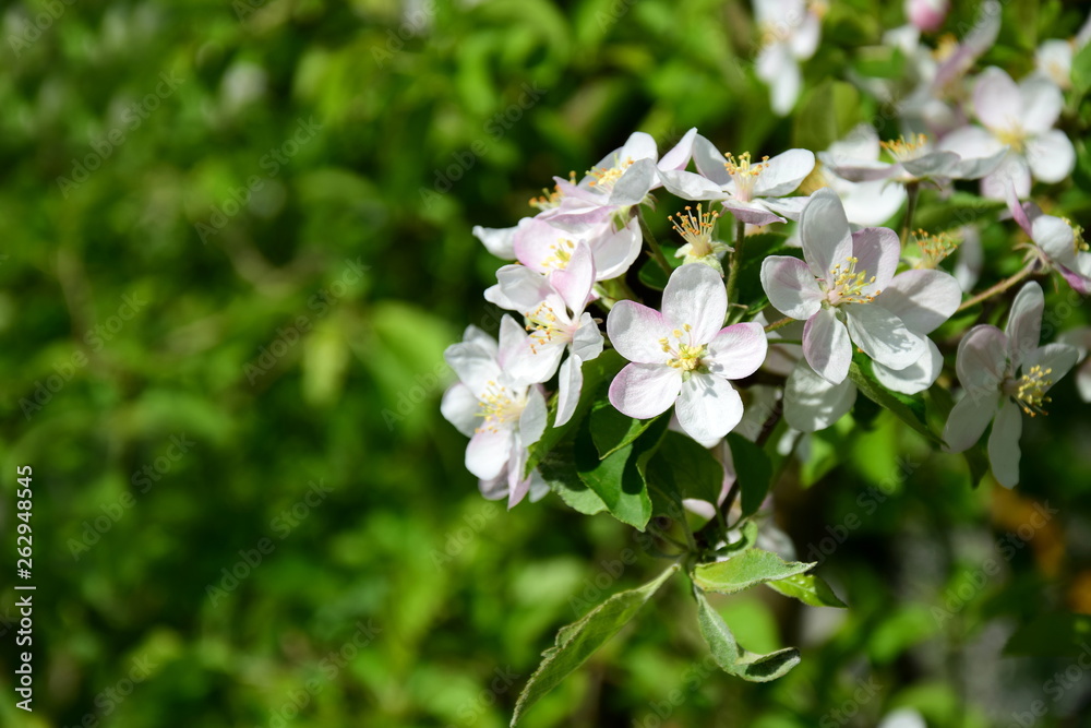 Wunderschöne Blütezeit in Südtirol - Apfelblüten - Blütenmeer Wunderschöne Blütezeit in Südtirol - Apfelblüten - Blütenmeer