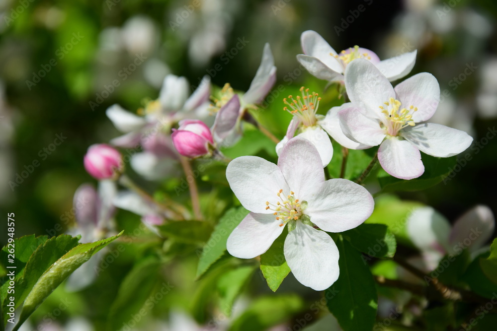 Wunderschöne Blütezeit in Südtirol - Apfelblüten - Blütenmeer