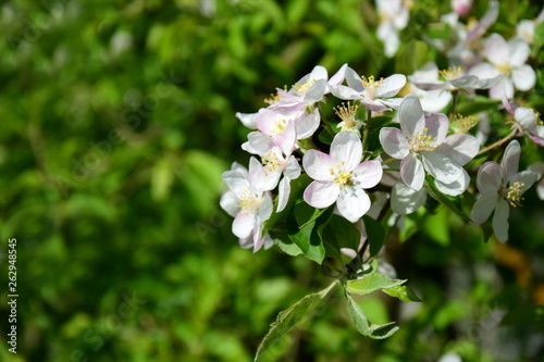 Wunderschöne Blütezeit in Südtirol - Apfelblüten - Blütenmeer