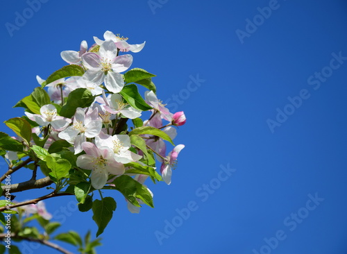 Apfelblüten vor blauen Himmel - Der Frühling ist da