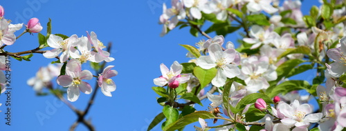 Apfelblüten vor blauen Himmel - Der Frühling ist da