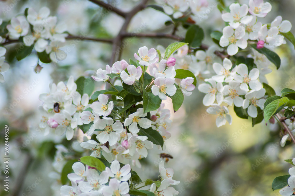 closeup of apple tree blossom at spring