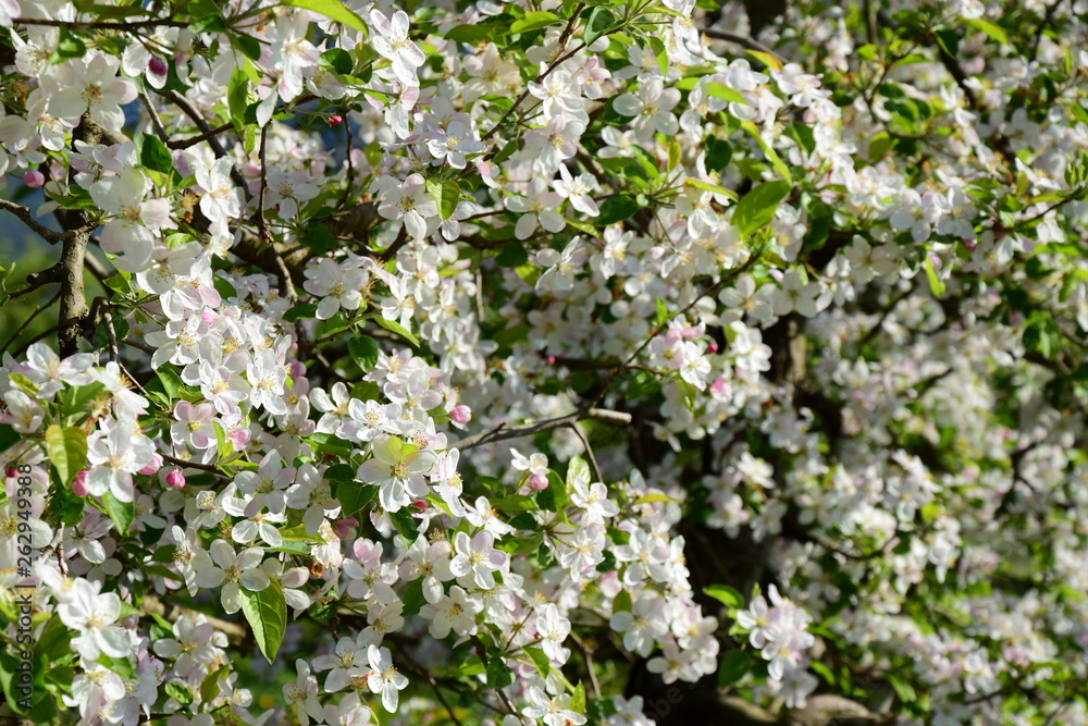 Hintergrund - Apfelblüten Hintergrund - Apfelblüten